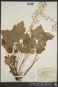 Tiarella cordifolia image