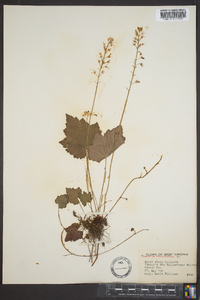 Tiarella cordifolia image