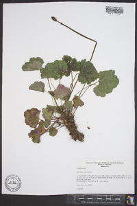 Heuchera americana image