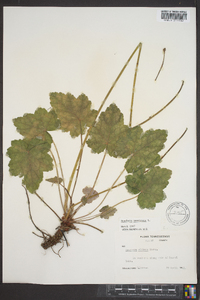 Heuchera americana image