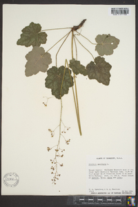 Heuchera americana image