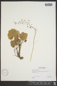 Heuchera americana image