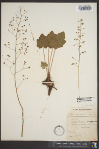 Heuchera americana image