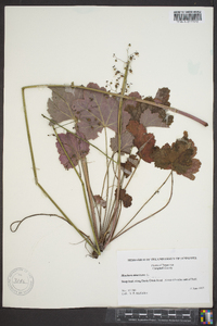 Heuchera americana image