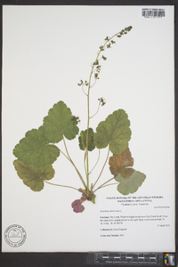 Heuchera americana image