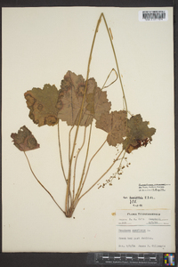 Heuchera americana image