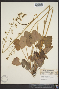 Heuchera americana image