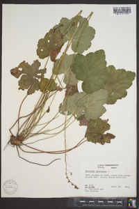 Heuchera americana image