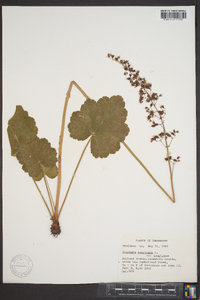 Heuchera americana image