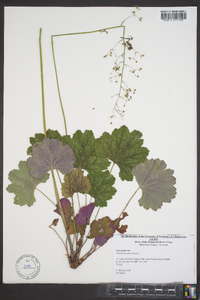 Heuchera americana image