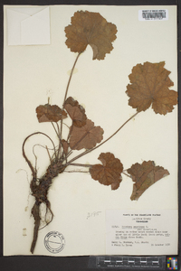 Heuchera americana image