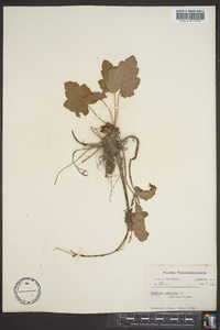 Heuchera americana image