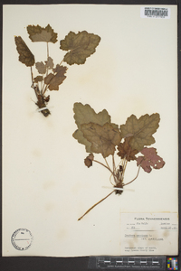 Heuchera americana image