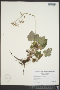 Heuchera americana var. americana image