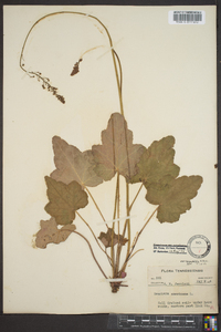 Heuchera americana image