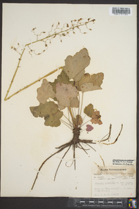 Heuchera americana var. americana image