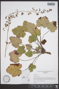 Heuchera americana image