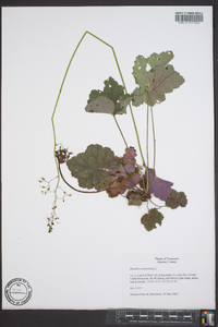 Heuchera americana image