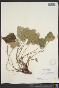 Heuchera americana image