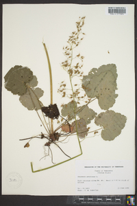 Heuchera americana image