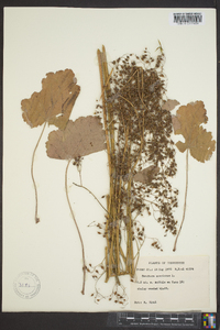 Heuchera americana image