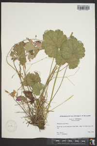 Heuchera americana image