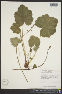 Heuchera americana image