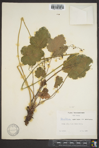 Heuchera americana image