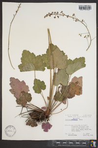 Heuchera americana image