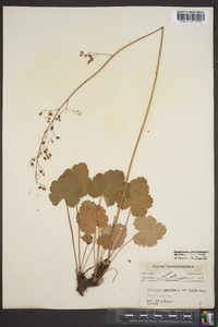 Heuchera americana var. americana image