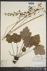 Heuchera americana image