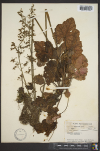 Heuchera americana var. americana image