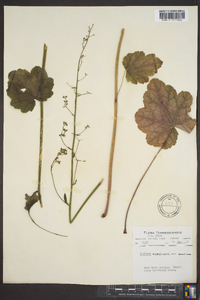 Heuchera americana var. americana image