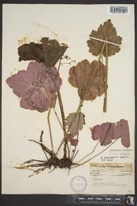 Heuchera americana image