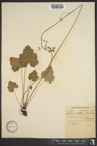 Heuchera americana var. americana image