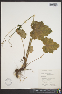 Heuchera americana image