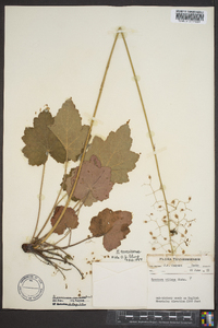 Heuchera americana image