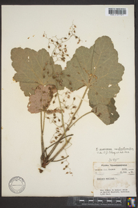 Heuchera americana image