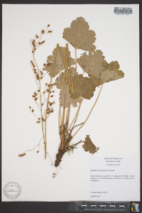 Heuchera americana image