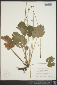 Heuchera americana image