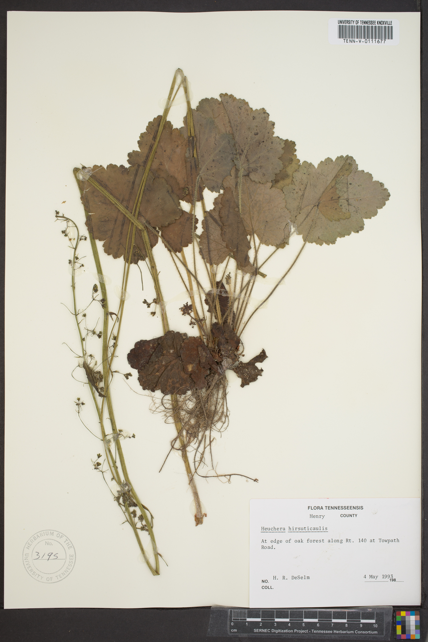 Heuchera hirsuticaulis image