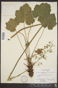 Heuchera americana image