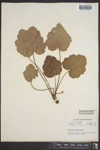 Heuchera americana var. hirsuticaulis image