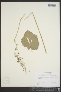 Heuchera americana var. hirsuticaulis image