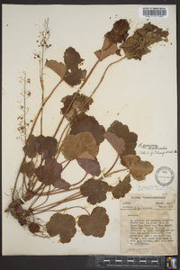 Heuchera americana var. hirsuticaulis image