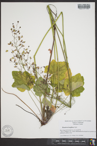 Heuchera longiflora image