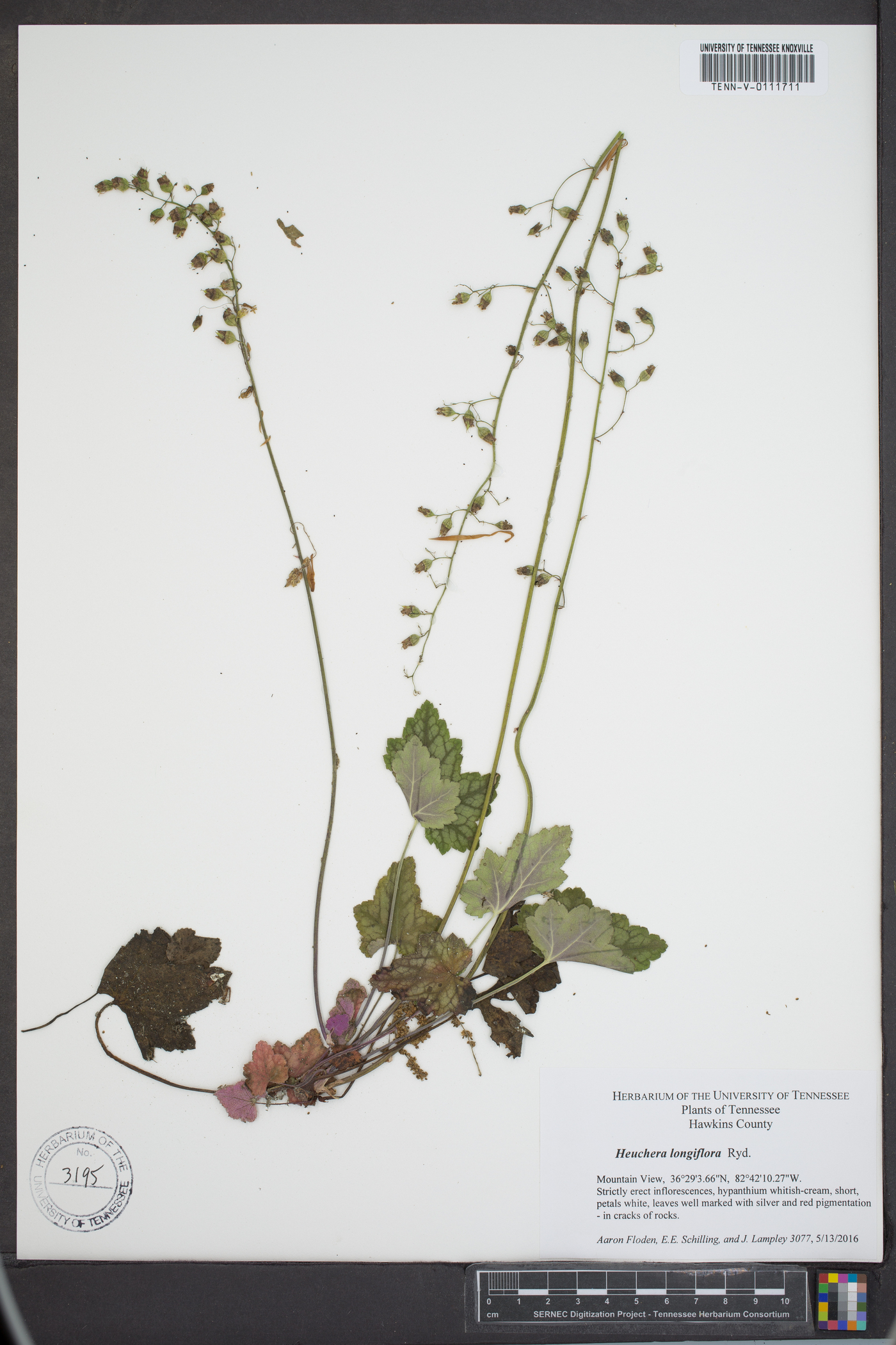 Heuchera longiflora image