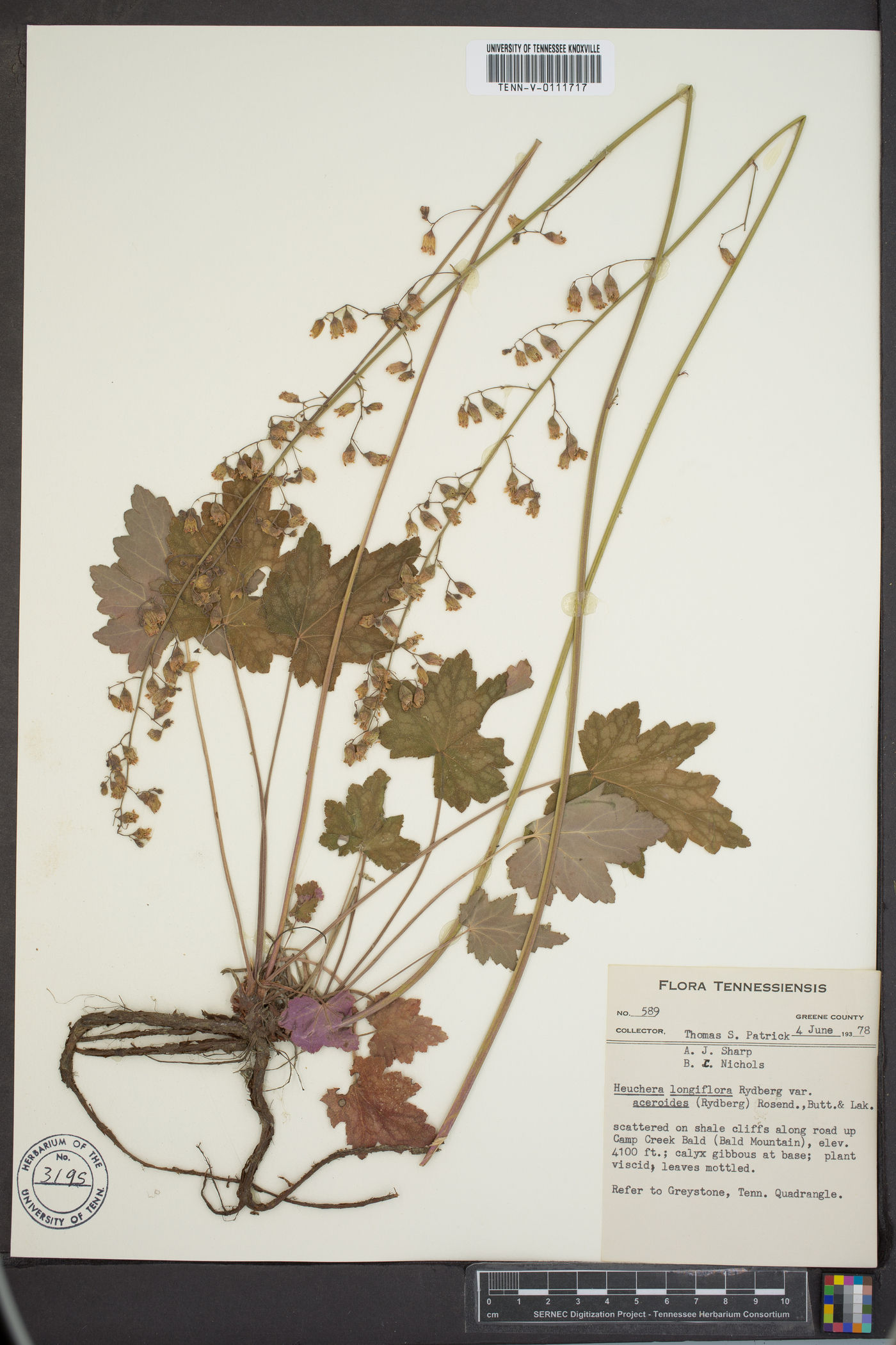 Heuchera longiflora image