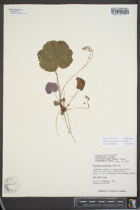 Heuchera parviflora var. parviflora image