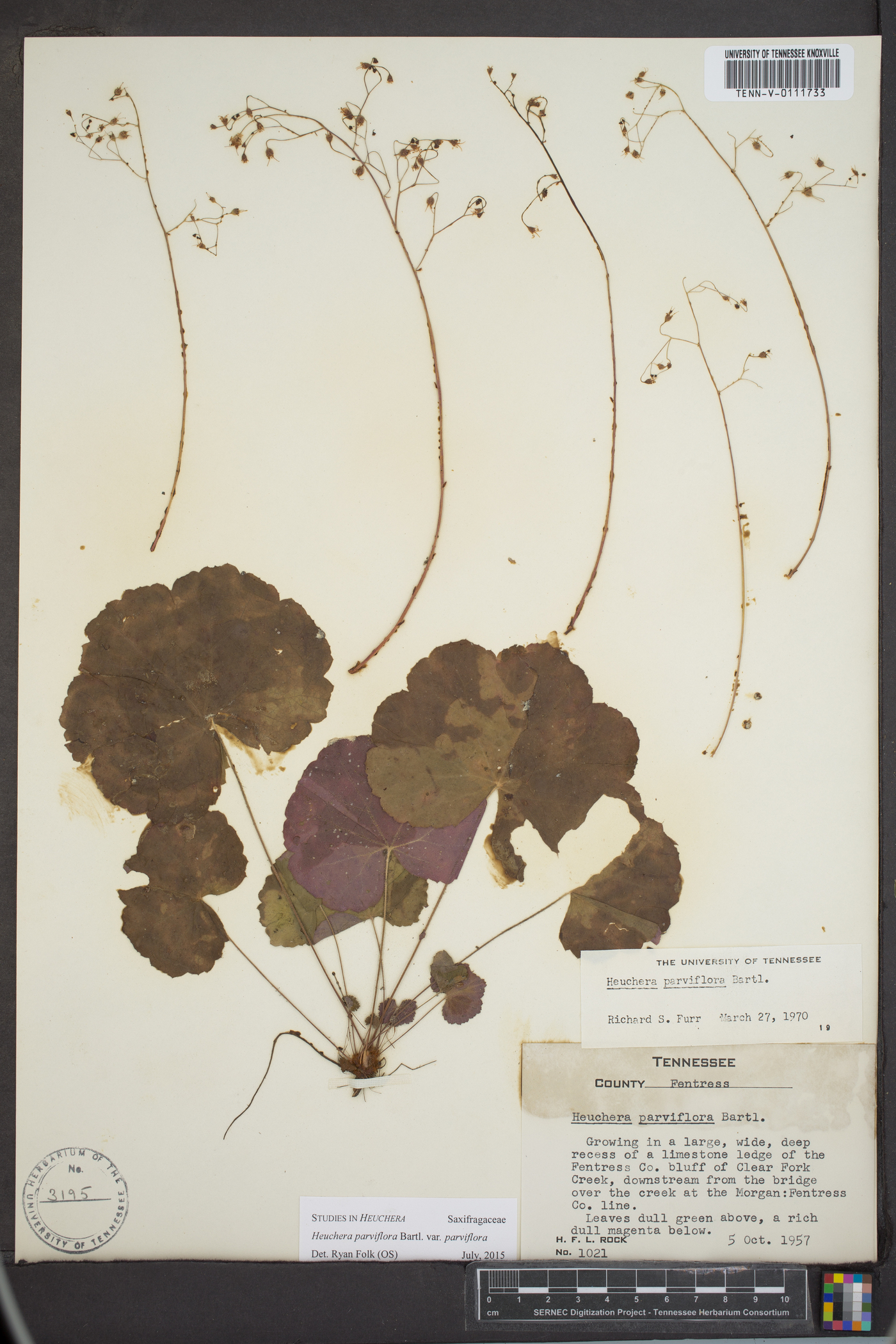 Heuchera parviflora image